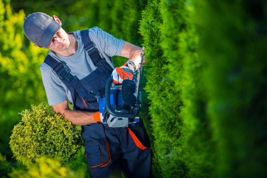 Best Practices for Tree Care and Maintenance